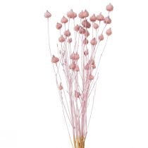 tételeket Eper bogáncs száraz bogáncs dekoráció világos rózsaszín 58cm 65g