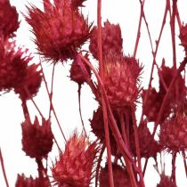 Szárított virágok Vörös száraz bogáncs epres bogáncs színes 100g