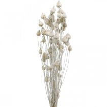 Szárított virágok fehér szárított bogáncs epres bogáncs színes 100g