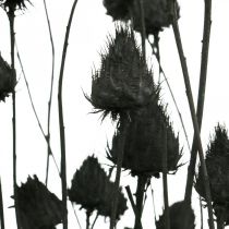 Szárított virágok Fekete száraz bogáncs epres bogáncs 100g