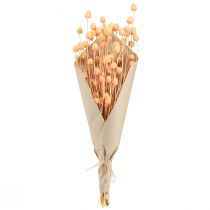 tételeket Eper bogáncs száraz dekorációs bogáncs lazacban 55cm 100g