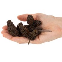 tételeket Természetes égerfa tobozok, kinyerhetőek, dekorációnak, 3 cm, 300 g, natúr barna.