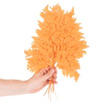 tételeket Szárított, tartósított páfránylevelek virágkötészethez és őszi dekorációhoz, 42 cm, 10 darab