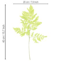tételeket Páfrányok: Tartósított, kiváló minőségű természetes anyag tartós dekorációs projektekhez, 40 cm, 10 darab