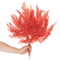 tételeket Páfrányok, tartósított szárított virágok, őszi dekoráció, 60 cm, 10 darab