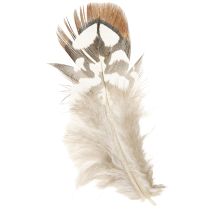 tételeket Kézműves fácántoll, barna foltos, 4-9 cm, 60 db