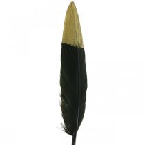 Dekoratív toll fekete, arany valódi kézműves toll 12-14cm 72p