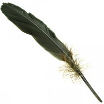 tételeket Deco toll fekete madártoll craftoláshoz 14-17cm 20g