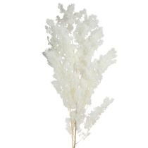 tételeket Tavaszi spárga Spárga tartósított Fehér 55-70cm 100g