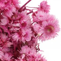 Mini Szalmavirág Pink Szárított Virág Sziklavirág H20cm 15g