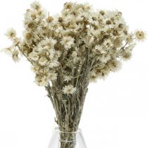 tételeket Mini Szalmavirág Fehér Szárított Virág Deco Sziklavirág H20cm 15g