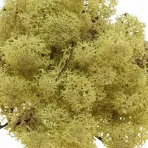 tételeket Dekoratív moha zöld kiwi moha kézművesekhez, szárítva, festve 500g