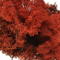 Dekoratív moha vörös Siena natúr moha kézművesekhez, szárítva, színezett 500g