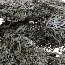 tételeket Lichen zuzmó moha fa moha dekoratív moha natúr 1kg