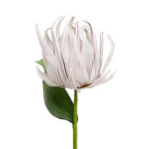 Habvirág fehér, lila 12cm L30cm 1db