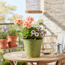 tételeket Fém virágcserép, ültető, csillagok, zöld és ezüst, Ø16cm