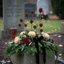 tételeket Glabrum Leucospermum szárított virágok 25-40cm 25 db