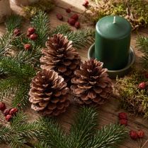tételeket Tengerparti fenyőtobozok (Pinus maritima), díszes, 12-13 cm-es, 3 darab