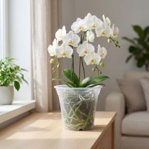 tételeket Műanyag edény „Irys” átlátszó Ø17cm 1 db