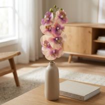 tételeket Orchidea Phalaenopsis mű7 virágos lila krém 73cm