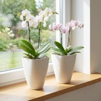 tételeket Műanyag virágcserép, orchidea cserép, fehér, 16,5 cm magas, 2 darab
