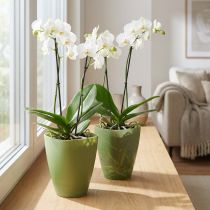tételeket Orchidea cserép, virágcserép, műanyag váza, zöld, 16,5 cm magas, 2 darab