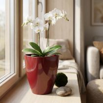tételeket Orchidea cserép fényes Ø12,5cm Bordeaux 1 db