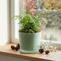 tételeket Üveg virágcserép zöld ültető üveg kád Ø14,5cm H12,5cm