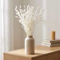 tételeket Laposfülű száraz fű Chasmantium White 70cm 10 db
