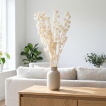 tételeket Szárított Physalis, Fehérített Kínai Lámpásvirág, Dekoratív Nikandra, 75-80cm, 100g