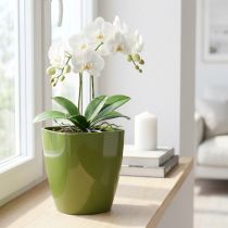 tételeket Orchidea cserép fényes Ø12,5cm olívazöld 1 db