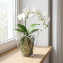 tételeket Orchidea cserép fényes Ø12,5cm átlátszó 1 db