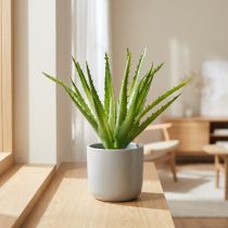 tételeket Aloe Vera mesterséges zöld 26cm