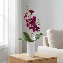 tételeket Kis orchidea Phalaenopsis művirág sötétlila 30cm