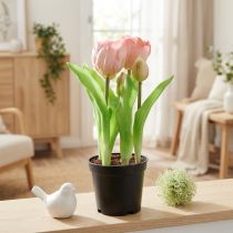 tételeket Művirágok cserépben Műtulipánok Pink Yellow 22,5cm