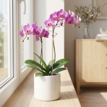 tételeket Rácsos virágpálca orchidea pálca Pink Twister 38cm