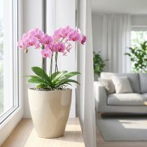tételeket Orchidea cserép fényes Ø12,5cm homok 1 db