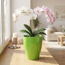 tételeket Orchidea cserép fényes Ø12,5cm lime 1 db