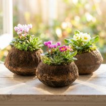 tételeket Paradicsomdió cserep Natural Sapucaia Ø14cm H10cm 3 db