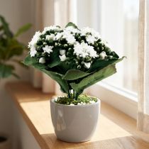 tételeket Mesterséges Kalanchoe Flaming Käthchen White 24cm