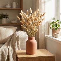 tételeket Lagurus ovatus szárított virágok szökőkútfű bársonyfű dekoratív világosbarna 20-50cm 25g
