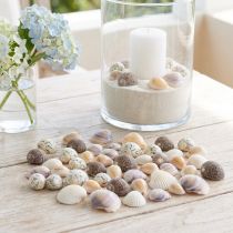 tételeket Kagylódísz mini kagylók csigaház 1-3cm 340g