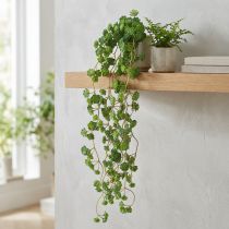 tételeket Echeveria mesterséges függőnövények zöld színben, szélesség 12 cm, hosszúság 50 cm