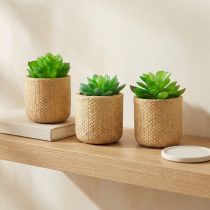 tételeket Mesterséges pozsgások cserépben Mesterséges növények, válogatott 10cm 3db