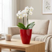 tételeket Orchidea cserép fényes Ø12,5cm piros, 1 db