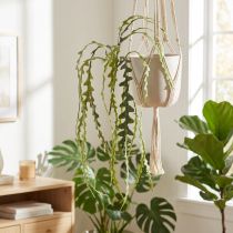 tételeket Műfűrészlevél kaktusz Epiphyllum anguliger L68cm 3 db