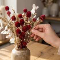 tételeket Globe amarant Gomphrena Globosa sötétvörös színben L45cm 100g