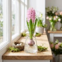 tételeket Üvegváza jácint váza dekoratív váza átlátszó Ø7cm H13cm