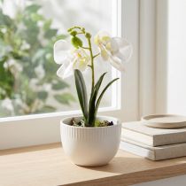 tételeket Mini orchideák fehér mesterséges orchideák cserépben 15cm