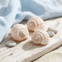 tételeket Kagyló Tonna Tessalata 7 db